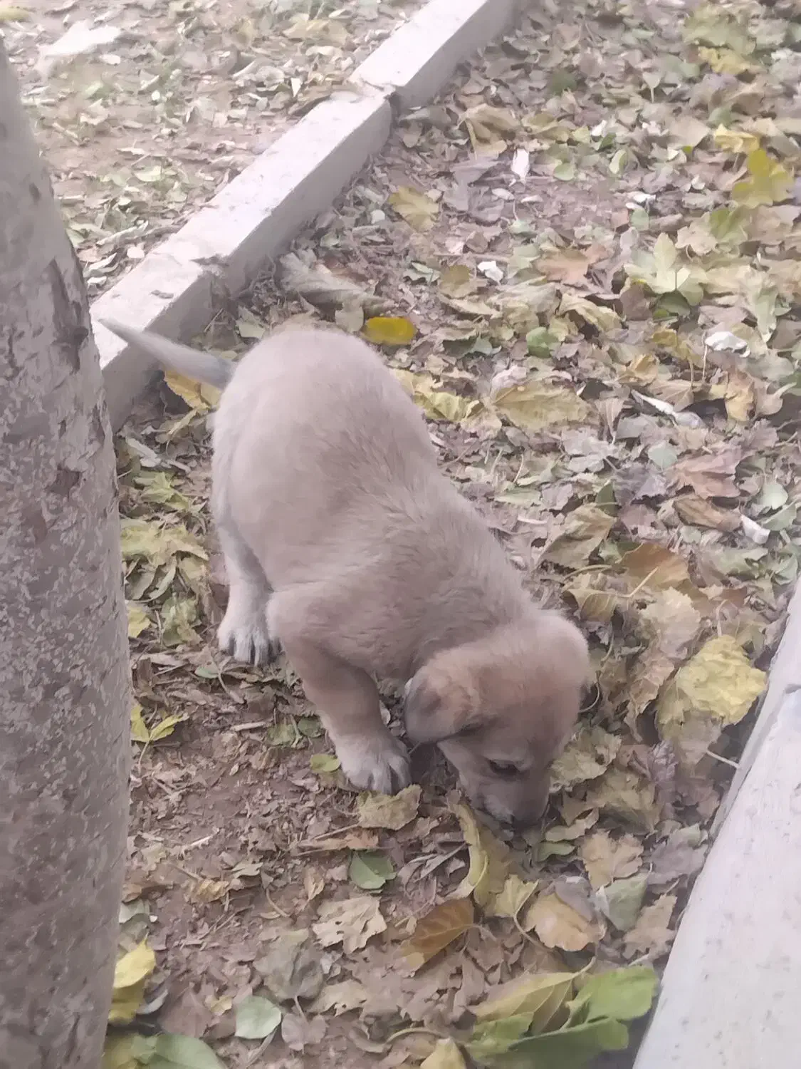 توله سگ|سگ|رباط‌کریم, رباط‌کریم|دیوار