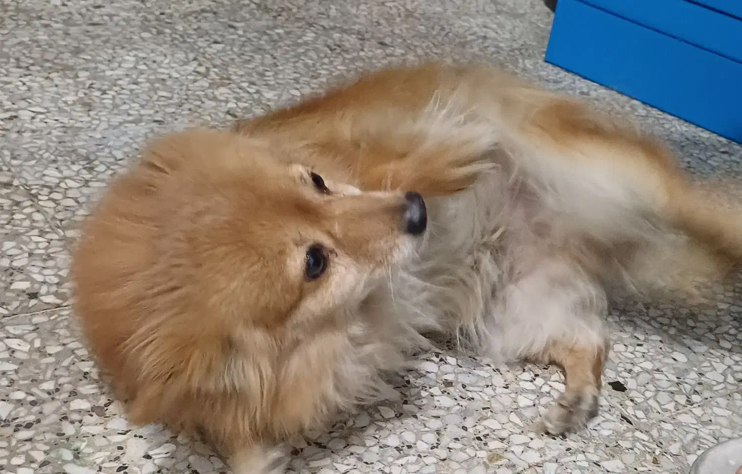 فروش دو عدد سگ نر و ماده|سگ|زنجان, |دیوار