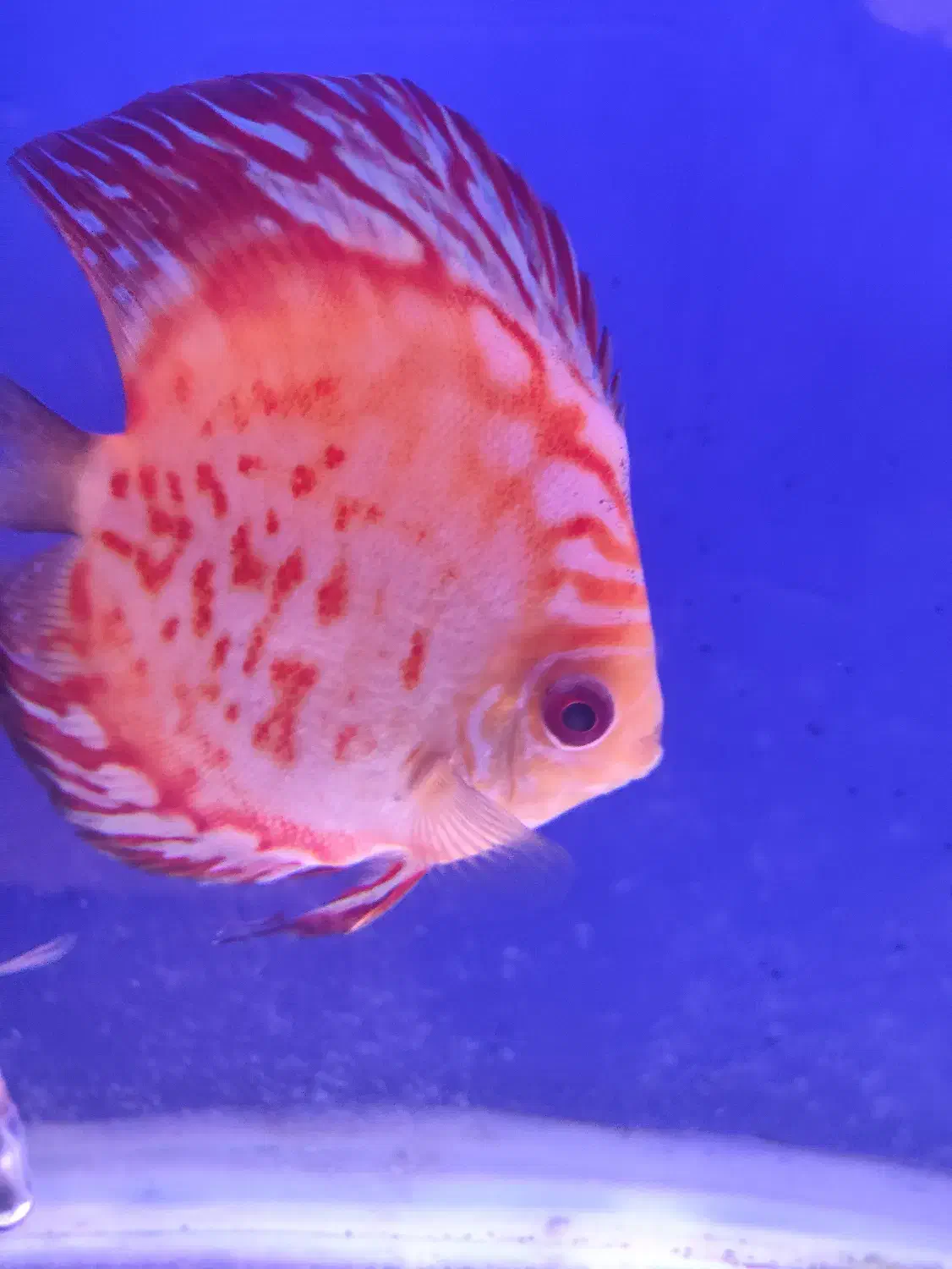 فروش ماهی|ماهی|پاکدشت, پاکدشت (مامازند)|دیوار