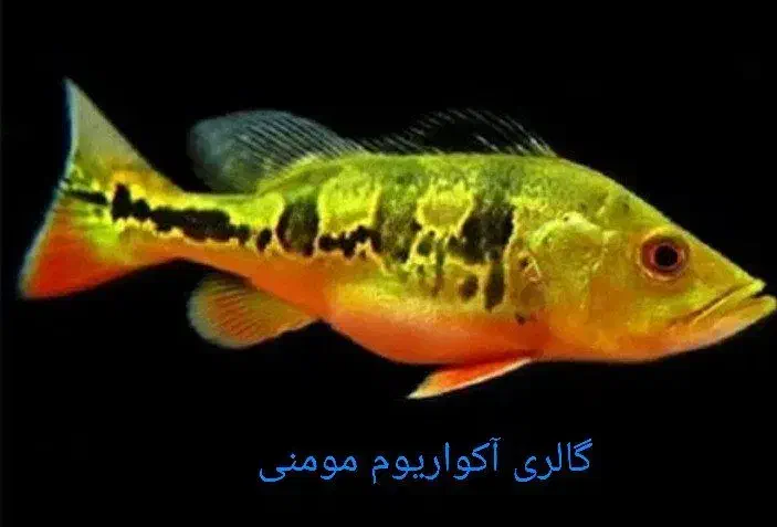 گالری آکواریوم مومنی ماهی تگزاس|ماهی|نیشابور, امام|دیوار