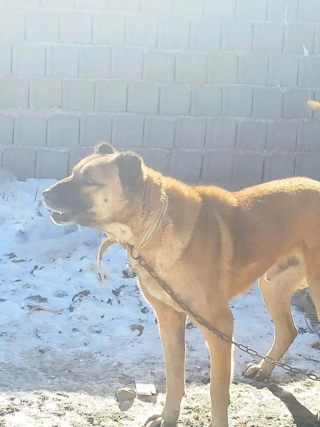 سگ قدیمی|سگ|شیراز, فرگاز|دیوار