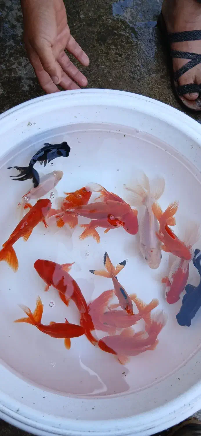 آکواریوم ماهی|ماهی|سنگر, |دیوار