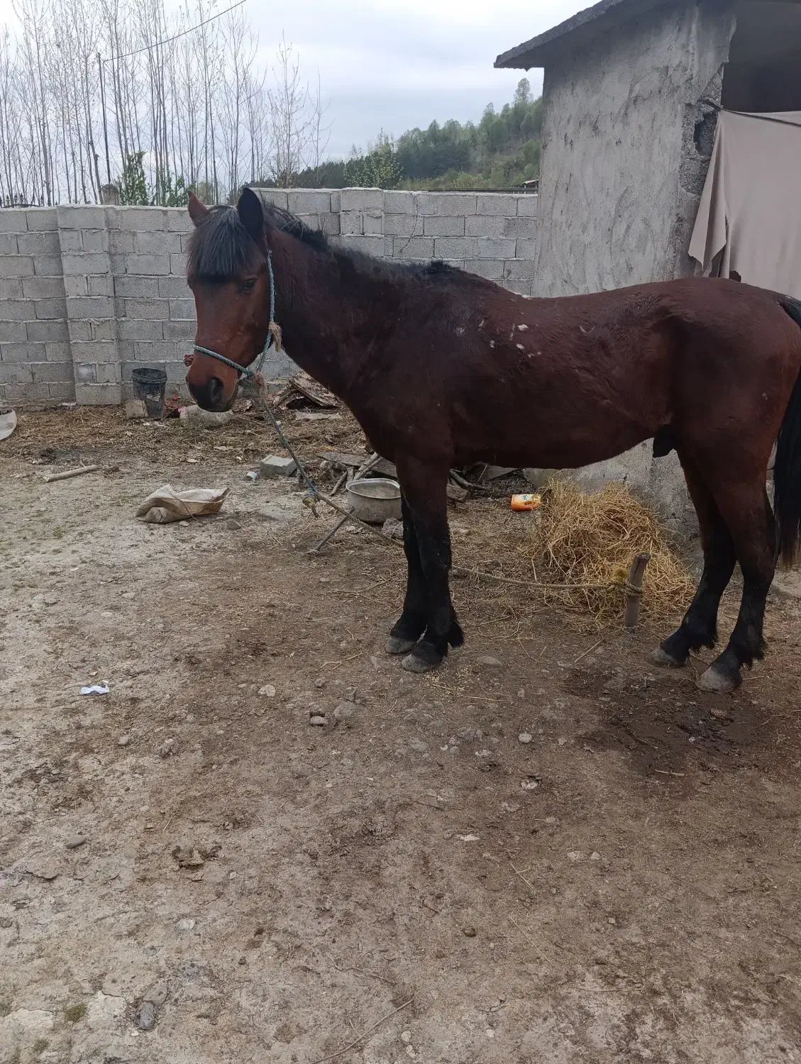 اسب|اسب و تجهیزات اسب‌سواری|تالش, جوکندان|دیوار