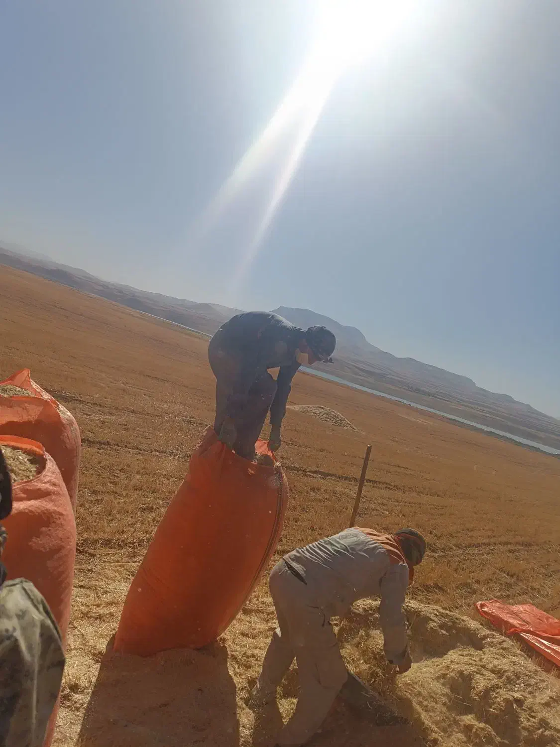 خریدوفروش علوفه|عمده‌فروشی|چالوس, |دیوار