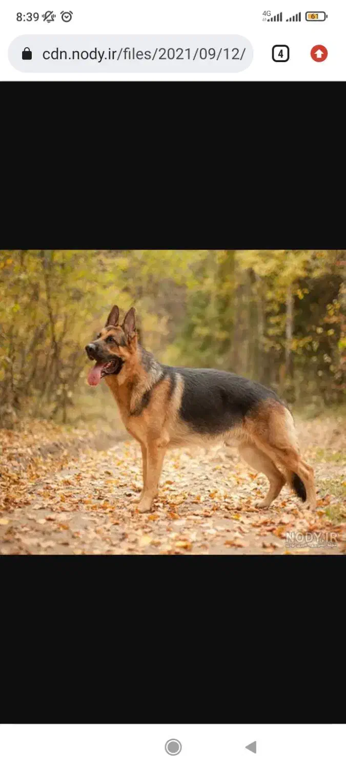 فروش سگ|سگ|بیرجند, |دیوار