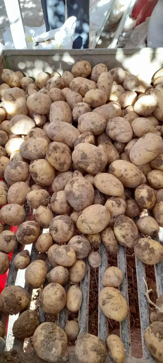 سیب زمینی جلی درجه یک|عمده‌فروشی|لالجین, |دیوار