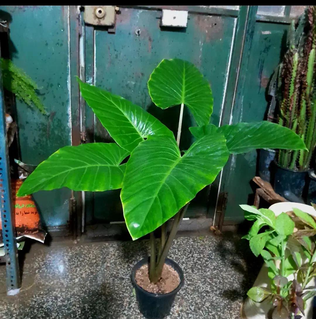 گل های آپارتمانی|گل و گیاه طبیعی|شیراز, شیخ روزبهان|دیوار