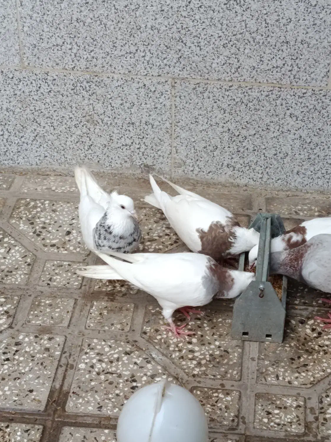 کبوتر|پرنده|مینودشت, |دیوار