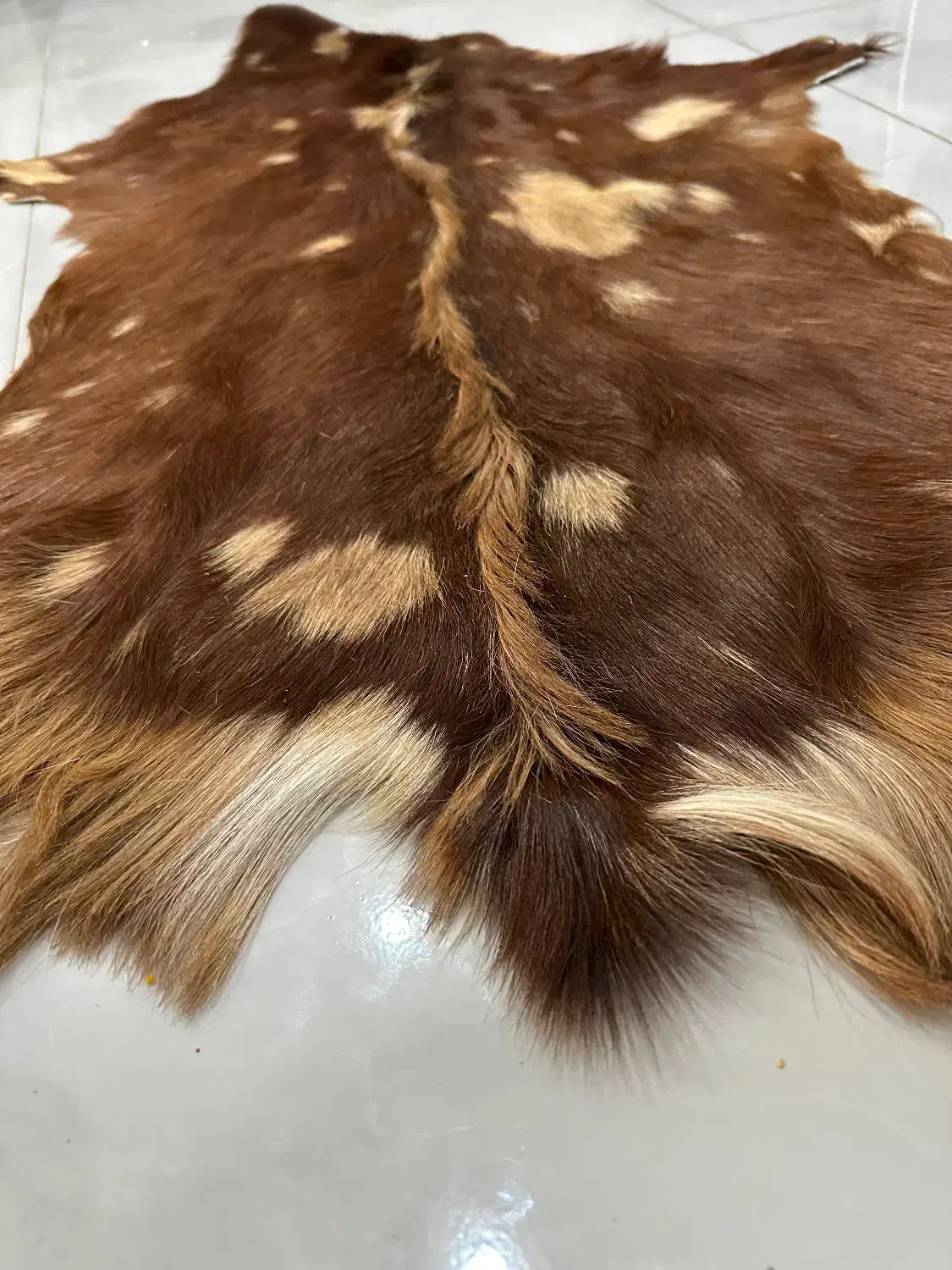 پوست طبیعی بز دباغی شده اصل با کیفیت|صنایع دستی و سایر لوازم تزئینی|کرج, ساماندهی|دیوار