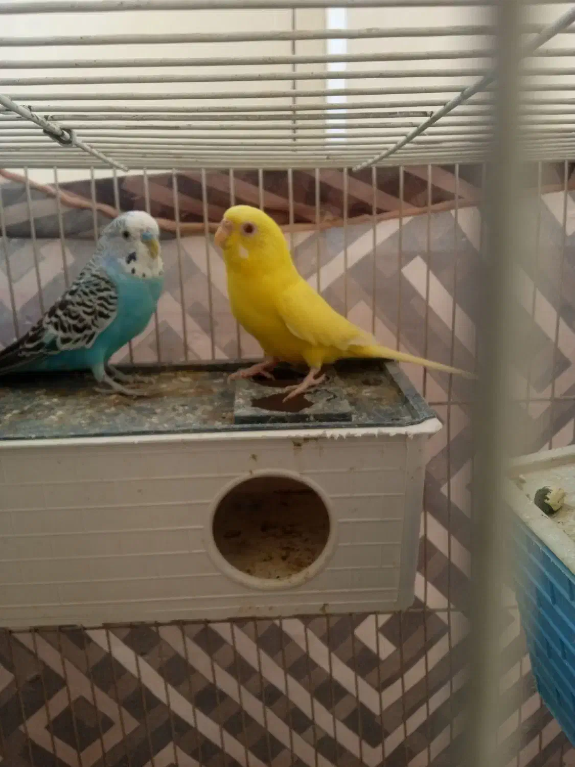 یک عدد عروس هلندی ودو عدد مرغ عشق|پرنده|سربیشه, |دیوار