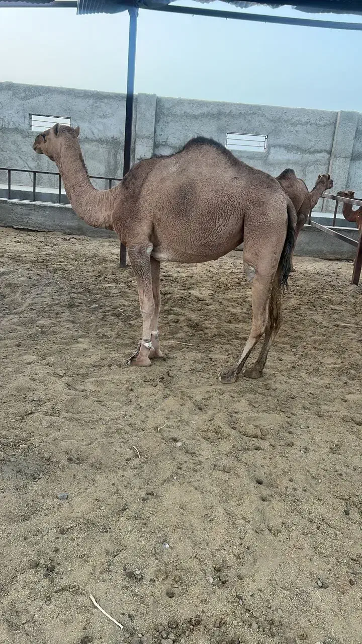 شتر|حیوانات مزرعه|لادیز, |دیوار