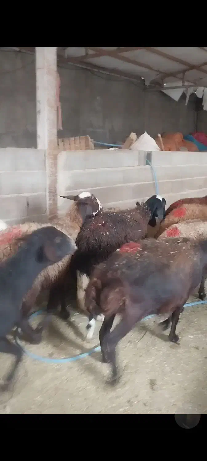 شیشک ابستن|حیوانات مزرعه|بروجرد, |دیوار