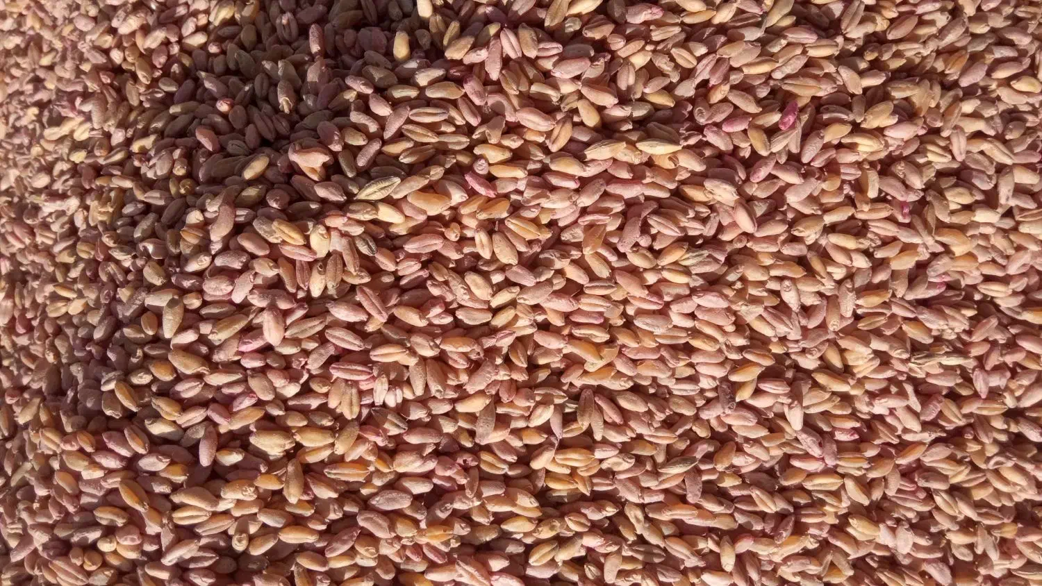 گندم ساورز|خدمات باغبانی و درختکاری|دهدشت, |دیوار