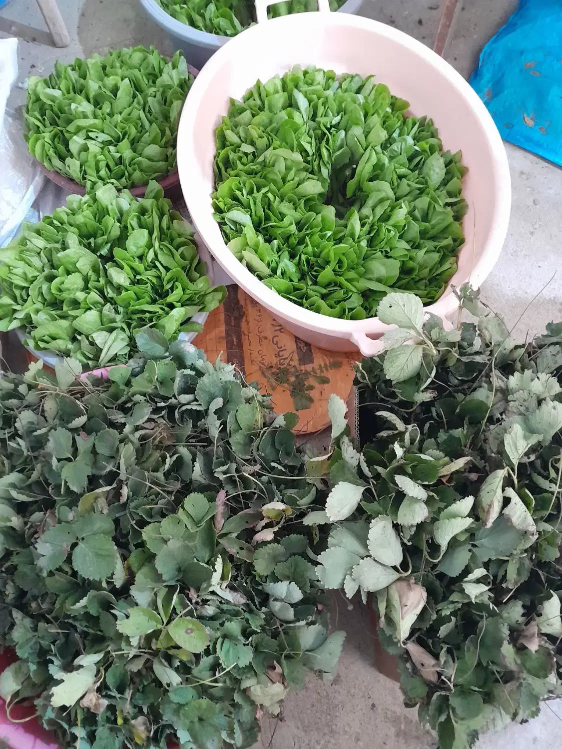 نهال کاهو و توت فرنگی|خدمات باغبانی و درختکاری|نوکنده, |دیوار