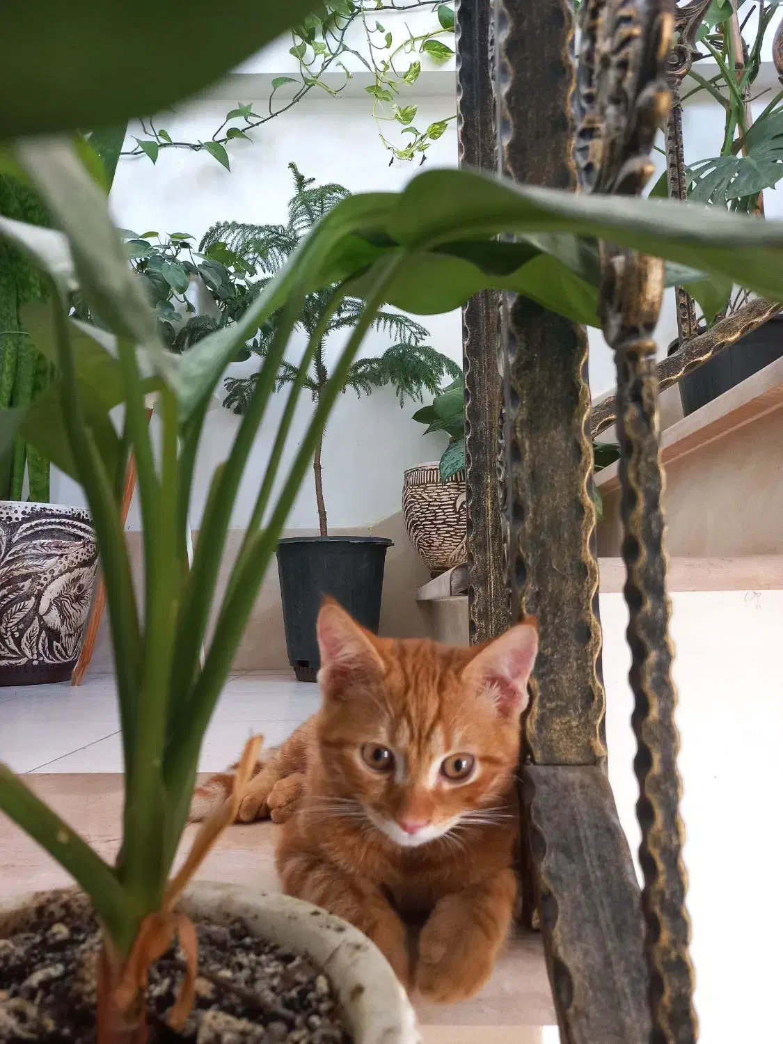 واگذاری گربه|گربه|گنبد کاووس, |دیوار