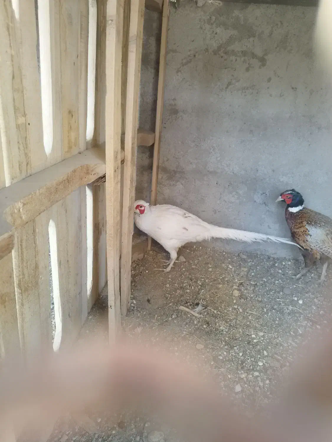 مرغ بلژیکی و هلندی|حیوانات مزرعه|هشتگرد, تهران دشت|دیوار