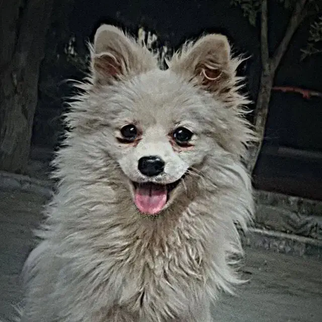 پامرین روباهی|سگ|قم, نخودی|دیوار