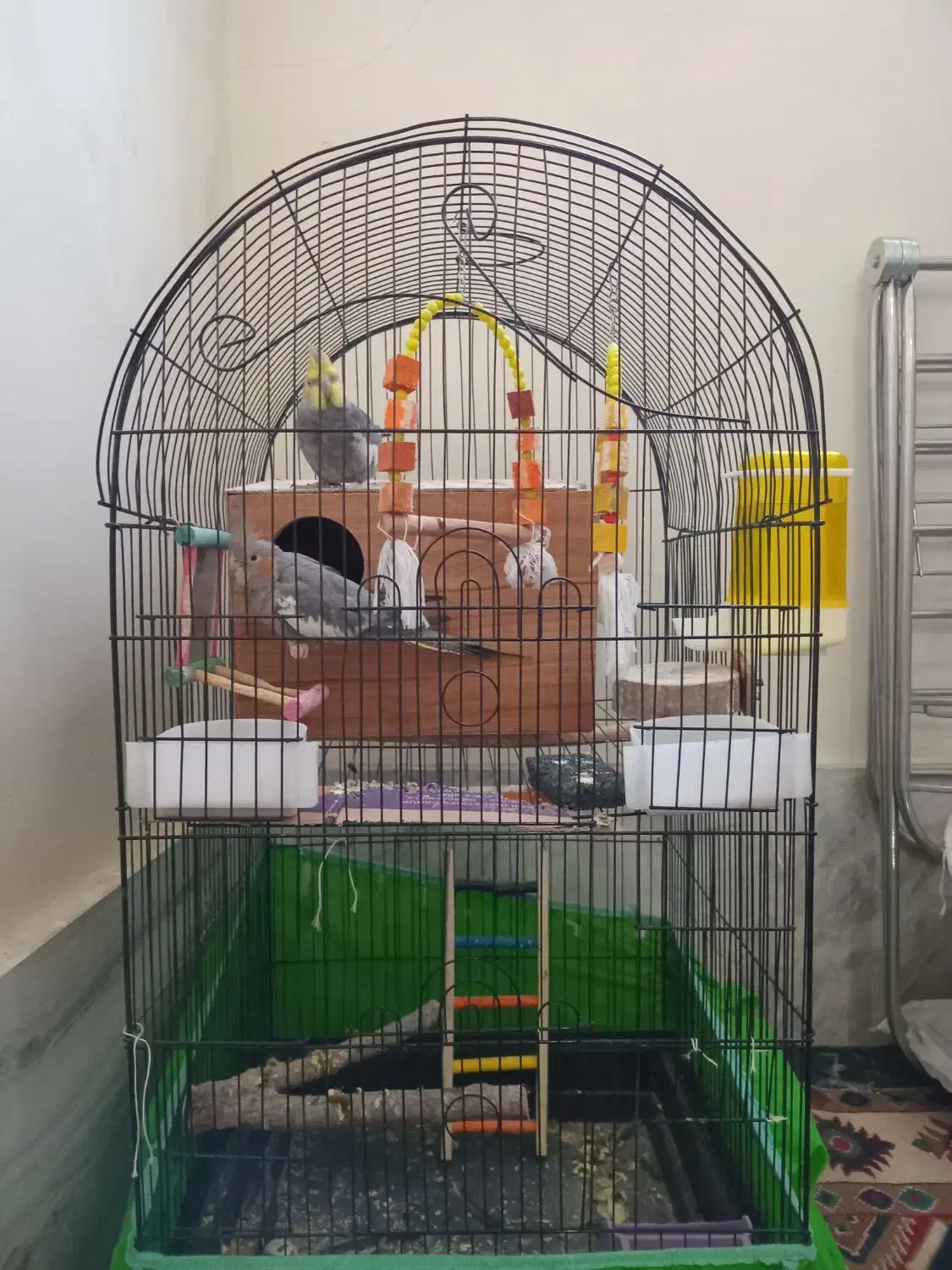 عروس هلندی|پرنده|نسیمشهر, |دیوار