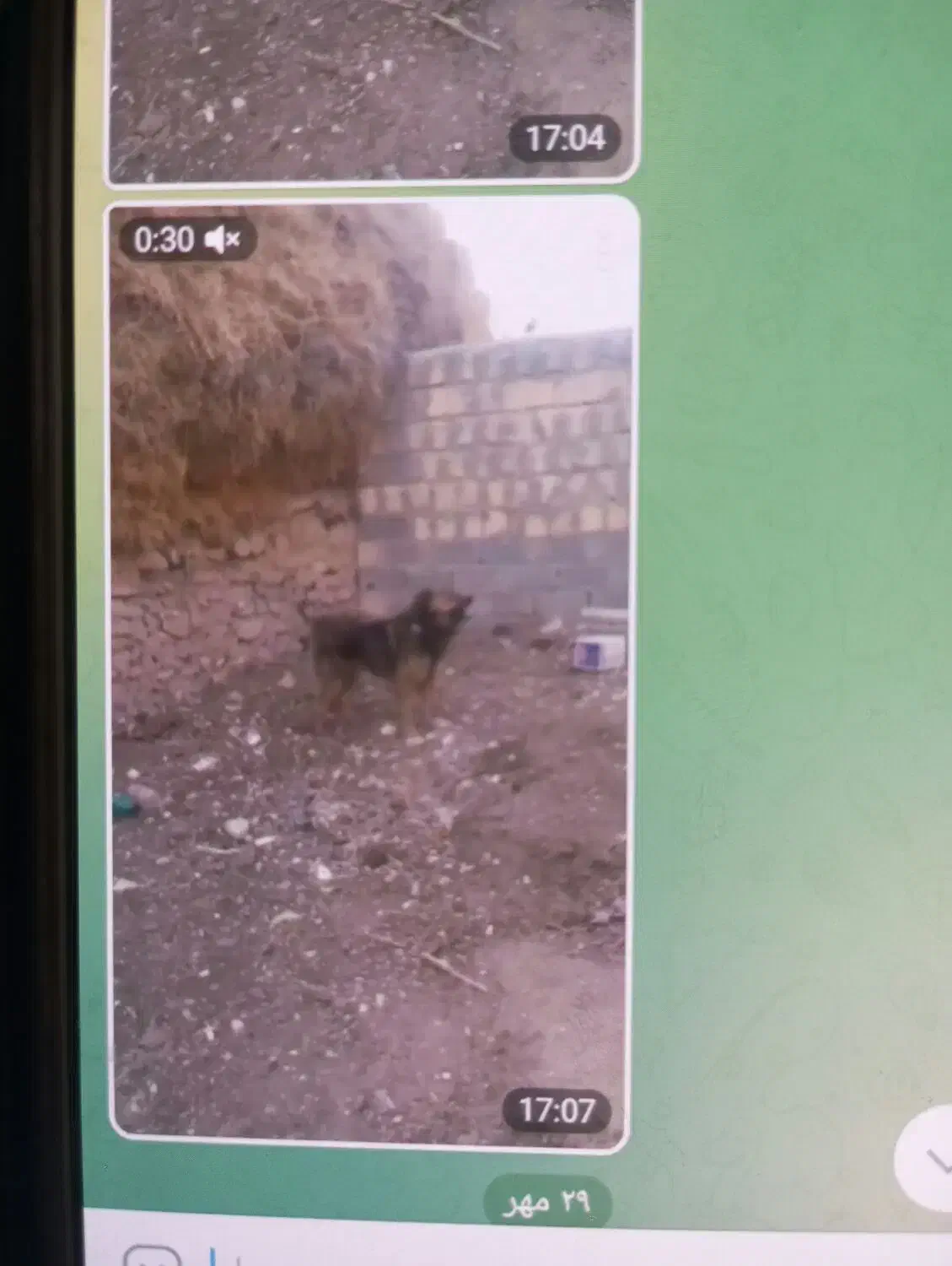 سگ نگهبان|سگ|ورزقان, |دیوار