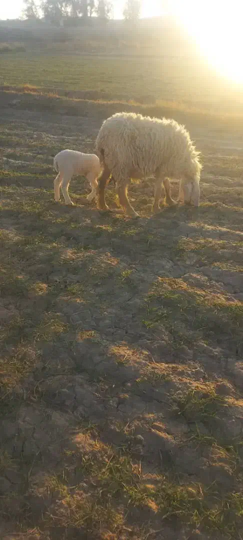 گوسفند فروشی|حیوانات مزرعه|زهک, |دیوار