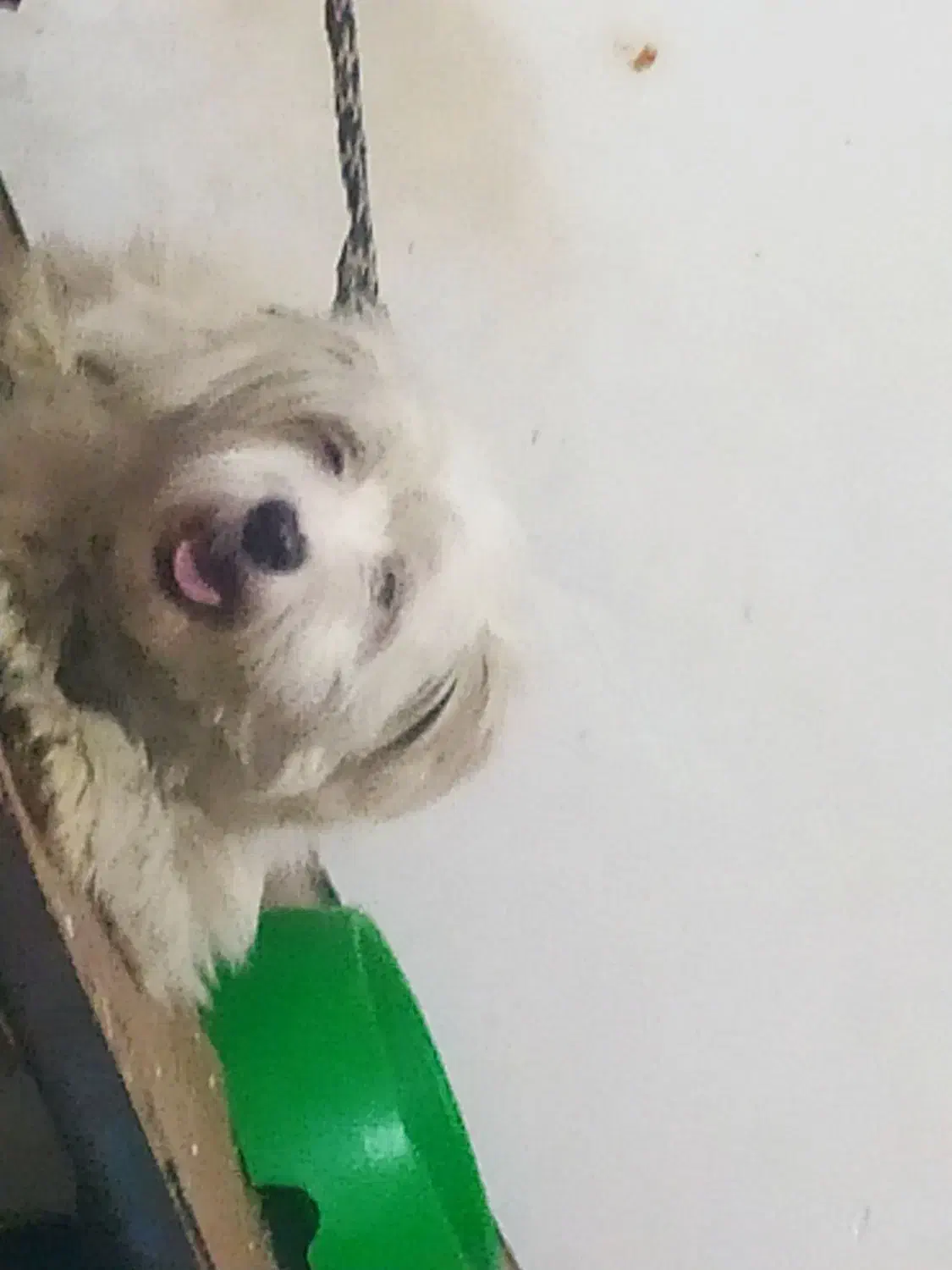 فروشی|سگ|همدان, |دیوار