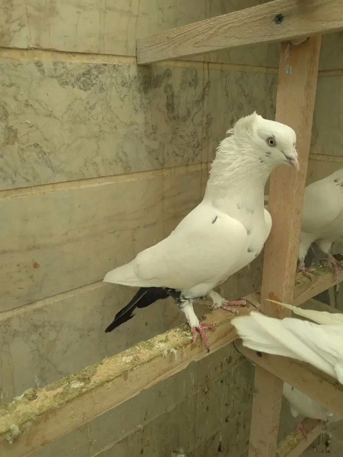 کفتر دم سیاه کاکلی نر|پرنده|اسلامشهر, شهرک توحید|دیوار