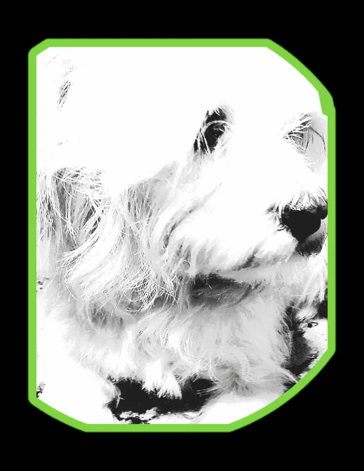 تی تی گمشده|حیوانات|گوراب زرمیخ, |دیوار