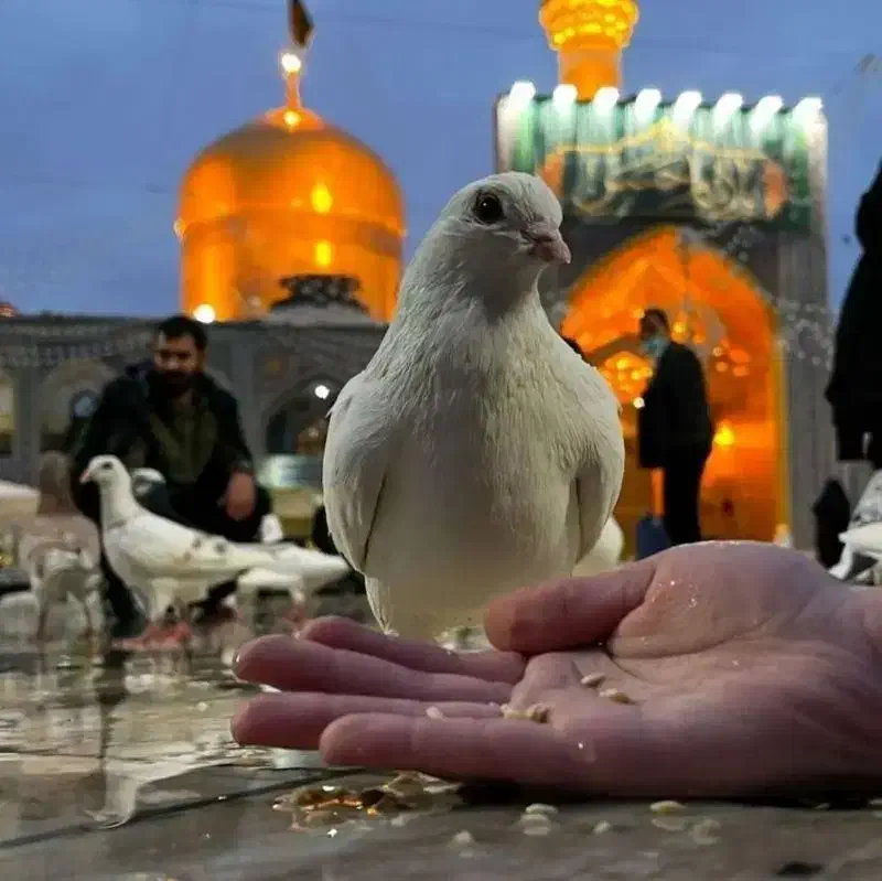 سفرمشهدمقدس و قم|بلیت اتوبوس، مترو، قطار|خرمدره, |دیوار