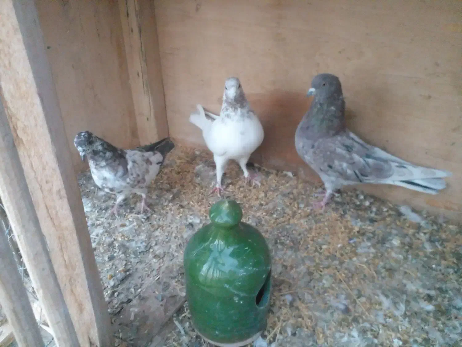 ۳ عدد کبوتر پرشی غریب|پرنده|سقز, |دیوار