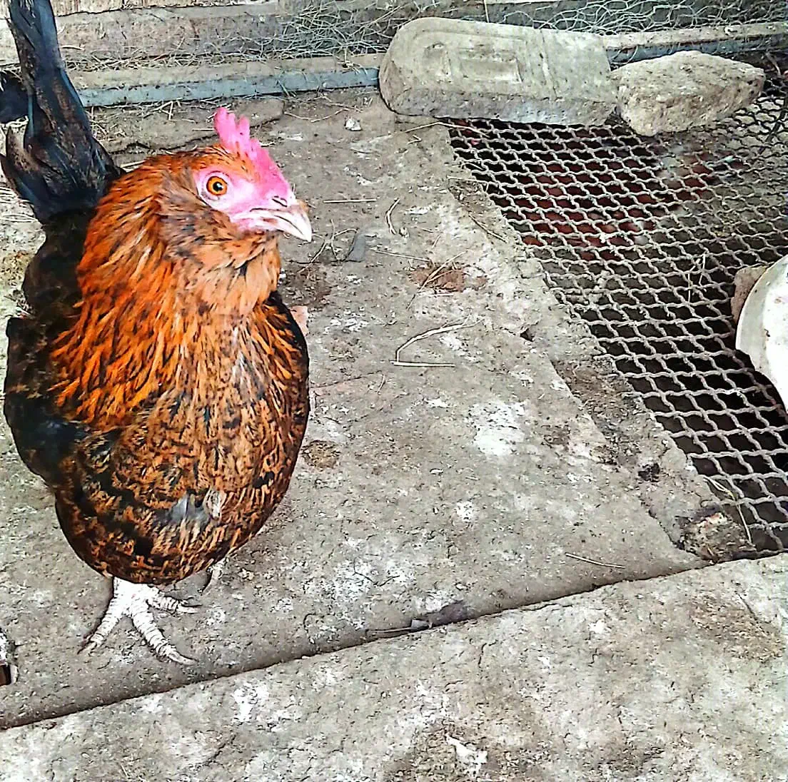 فروش دوعددمرغ ویک عددخروس گلین اصل|حیوانات مزرعه|گمیشان, |دیوار