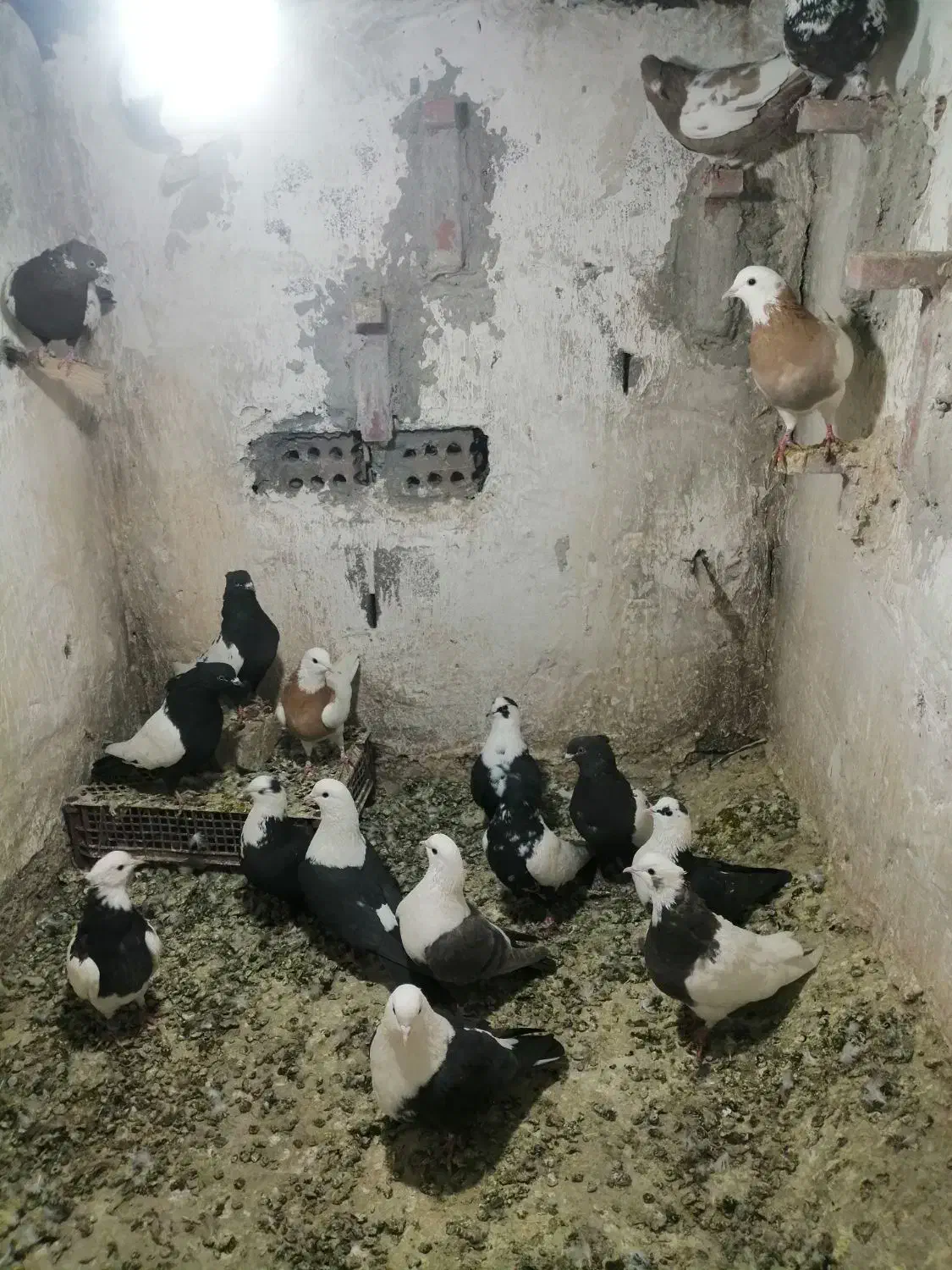 کفتر|پرنده|گناباد, |دیوار