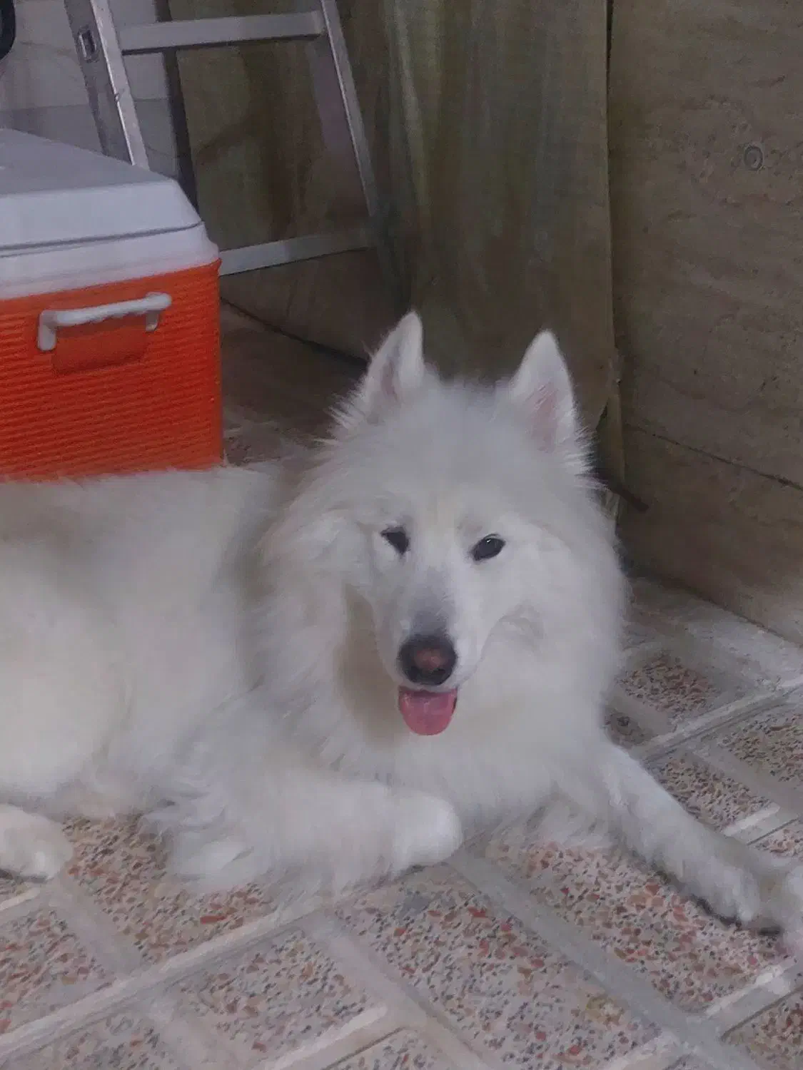 سگ گمشده|سگ|بهارستان, |دیوار