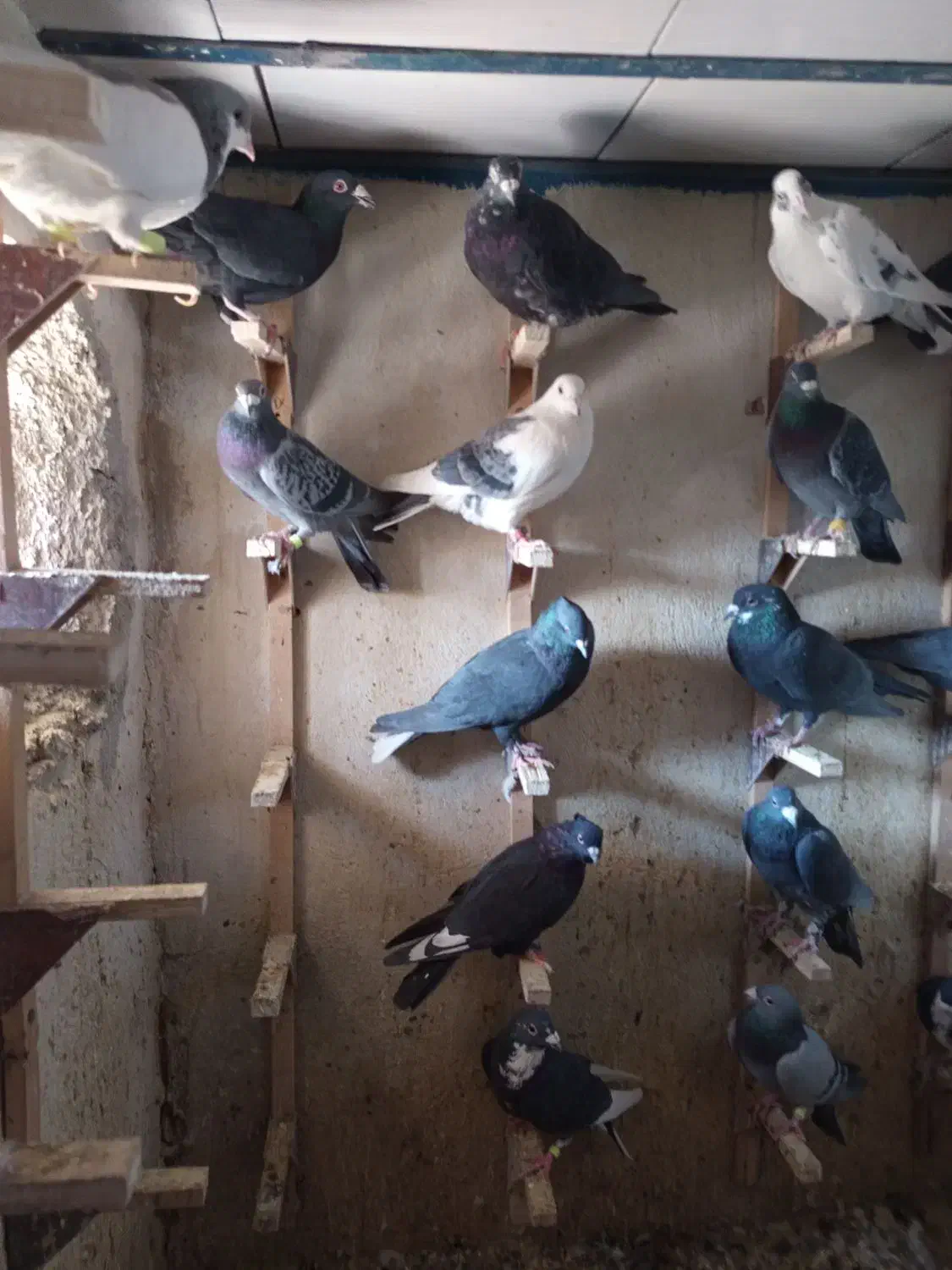 دسته کفتر پلاکی زدوخوردی جنگی|پرنده|شیراز, ویلاشهر|دیوار