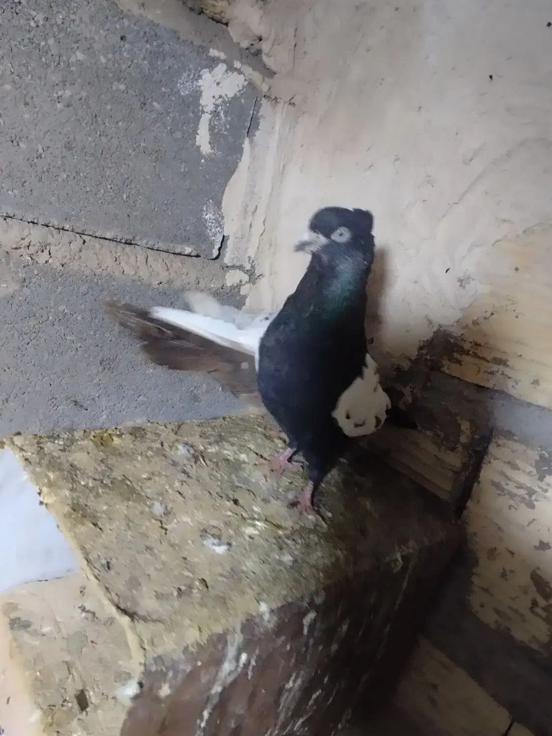 کفتر|پرنده|فسا, |دیوار