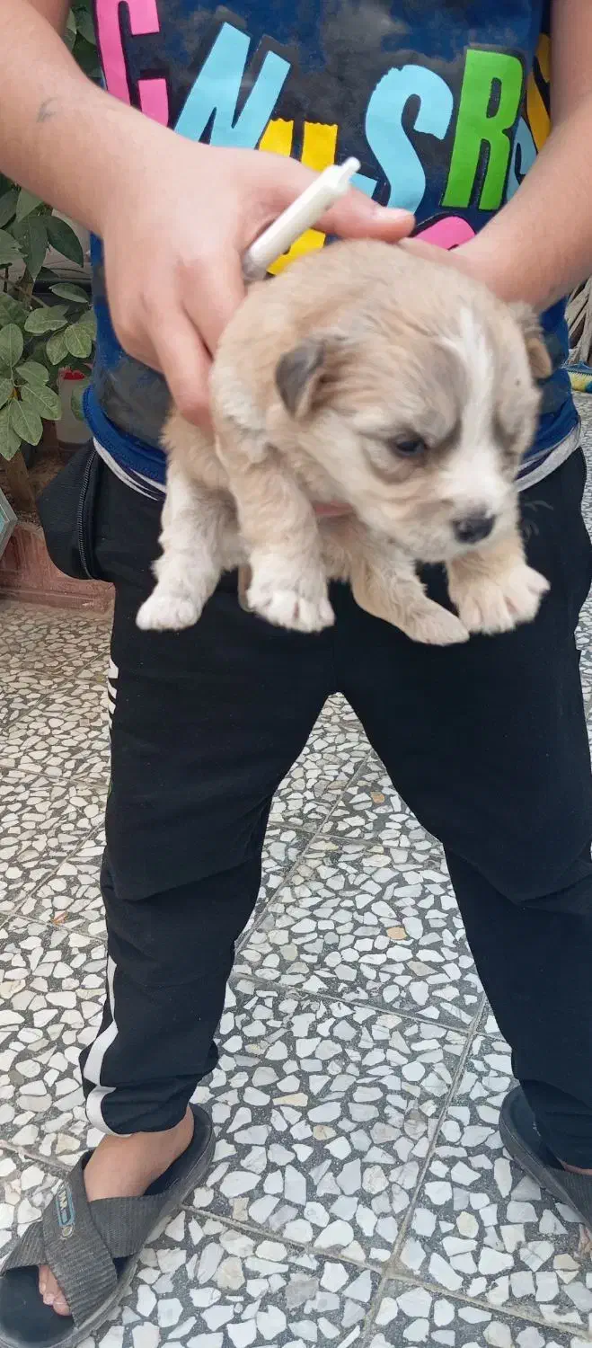 سگ شیتزوکراس ریزعروسکی اپارتمانی|سگ|نجفآباد, حومه نجف آباد|دیوار