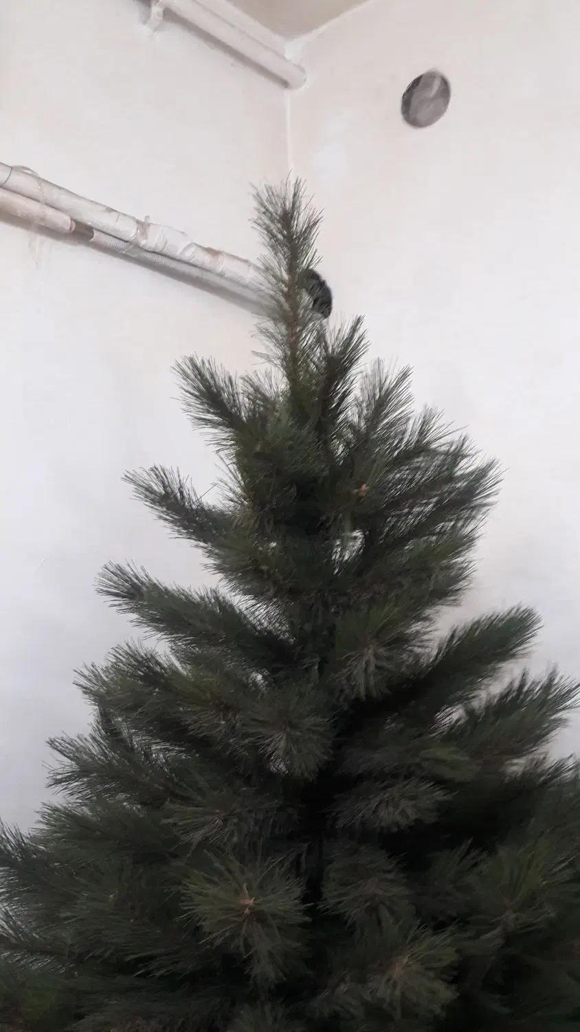 درخت کریسمس|گل مصنوعی|اهواز, کیانپارس |دیوار