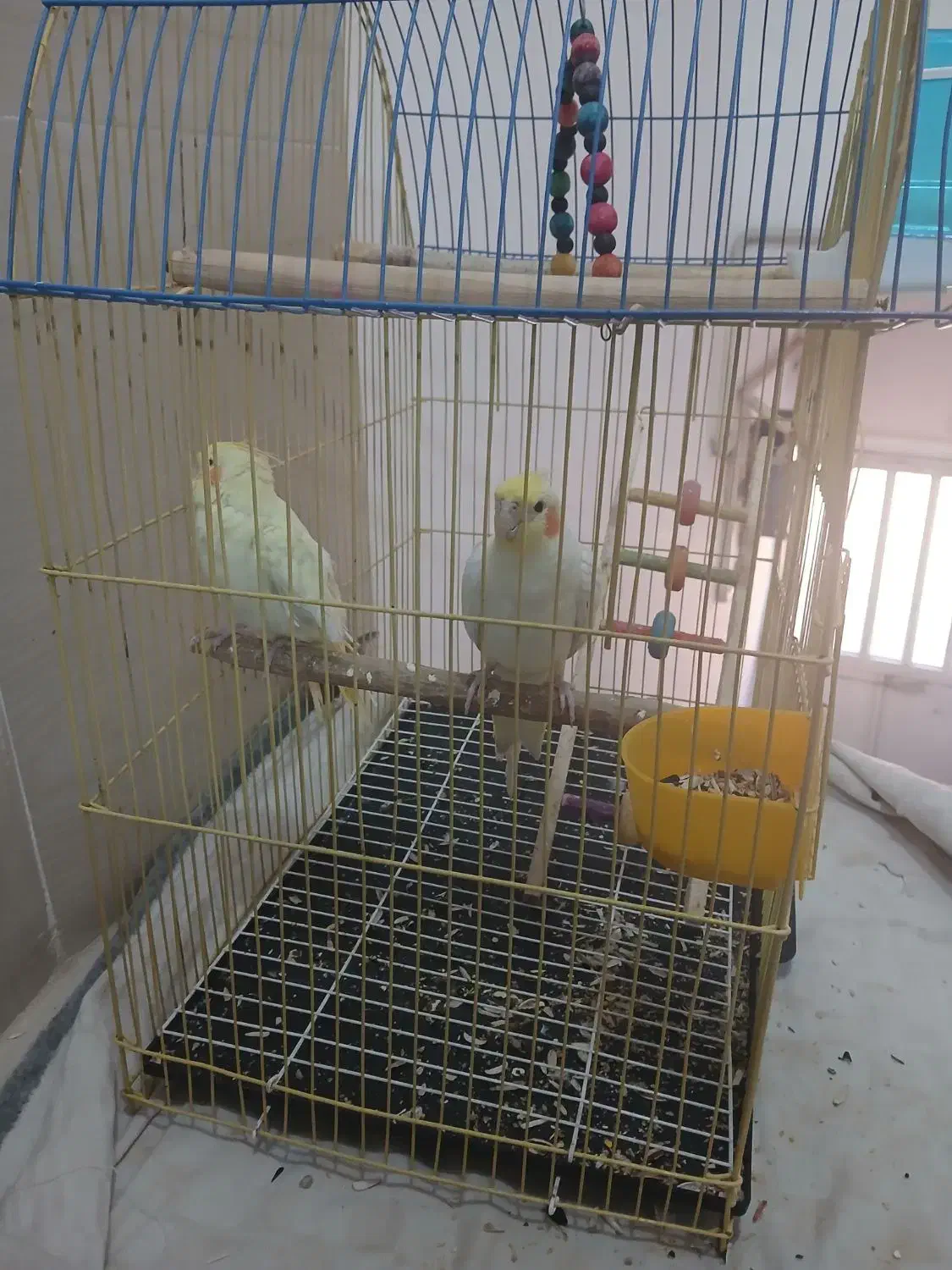 یک جفت عروس هلندی|پرنده|کرج, اسلامآباد|دیوار