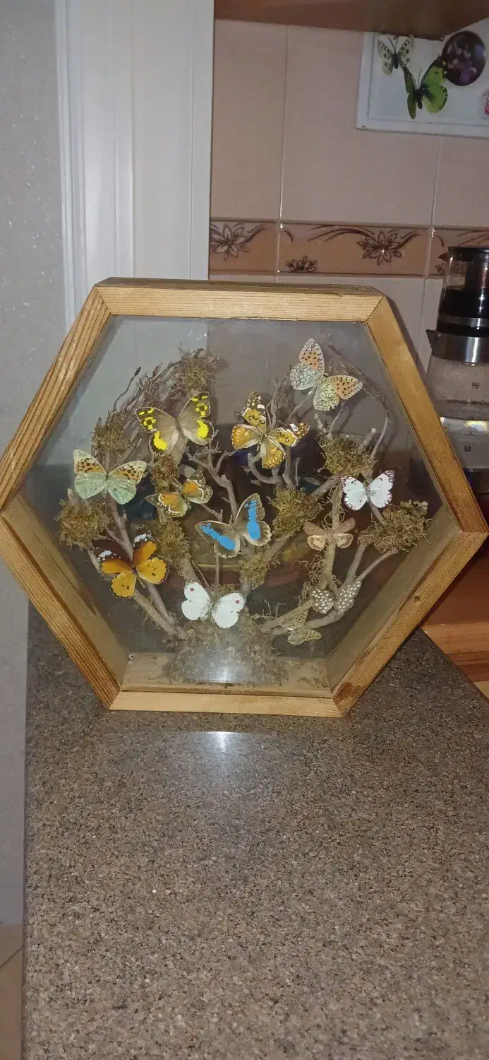 تابلو پروانه طبیعی بسیار زیبا|تابلو، نقاشی، عکس|تهران, افسریه جنوبی|دیوار