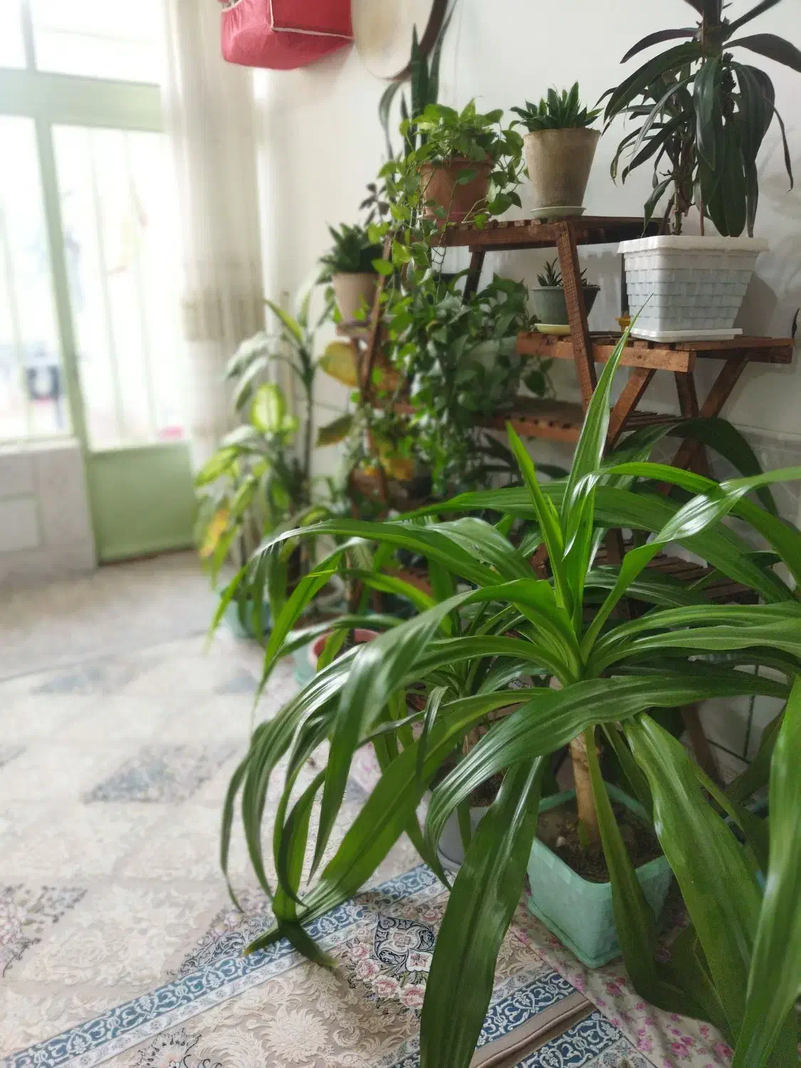 گلها همه با هم|گل و گیاه طبیعی|لنجان, |دیوار