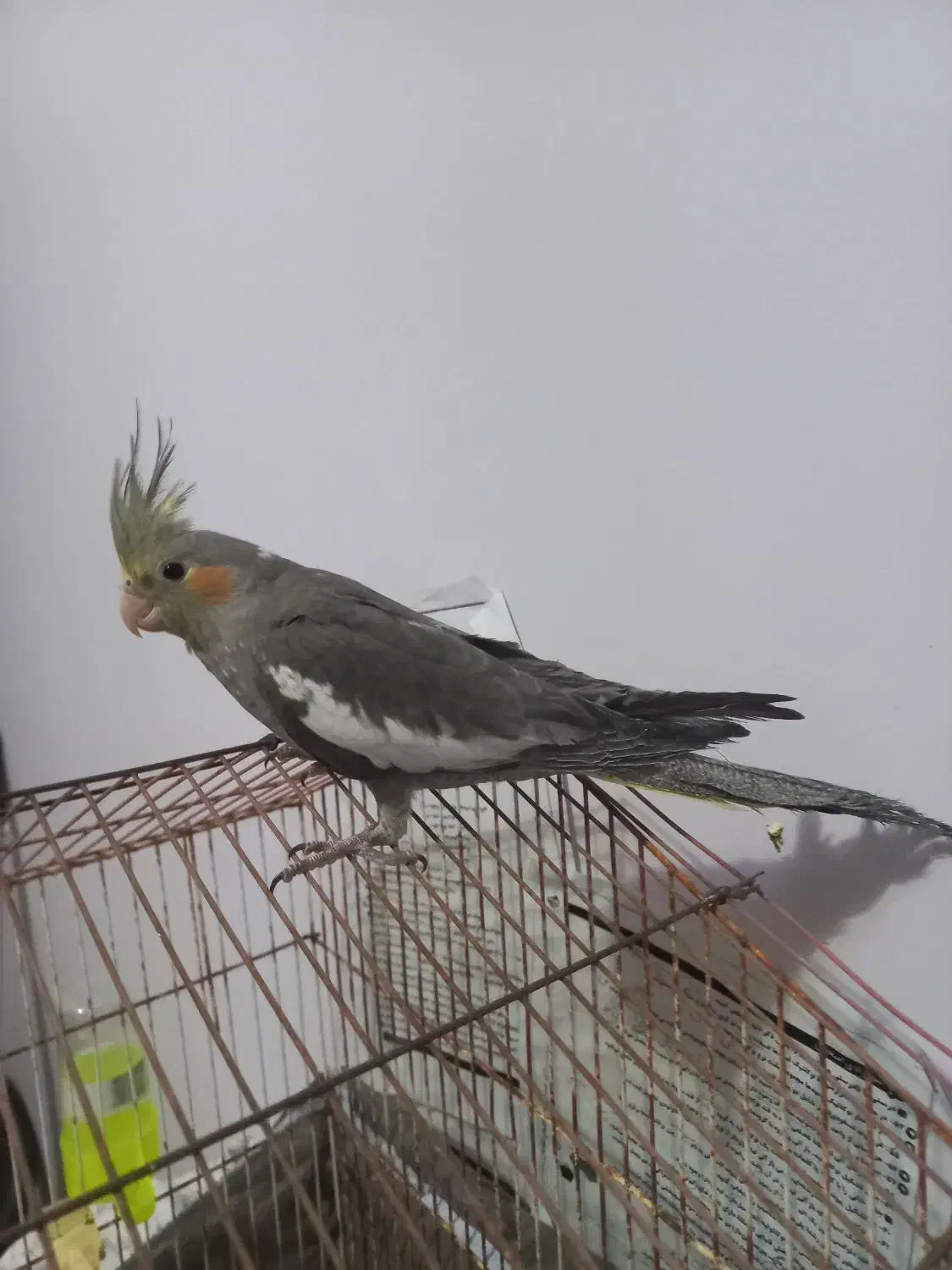 ۲تا|پرنده|گنبد کاووس, |دیوار