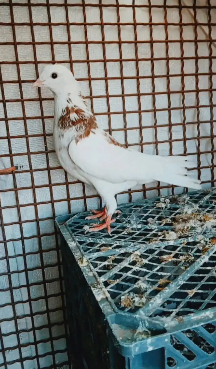 کبوتر پشت دار|پرنده|شاهین دژ, |دیوار