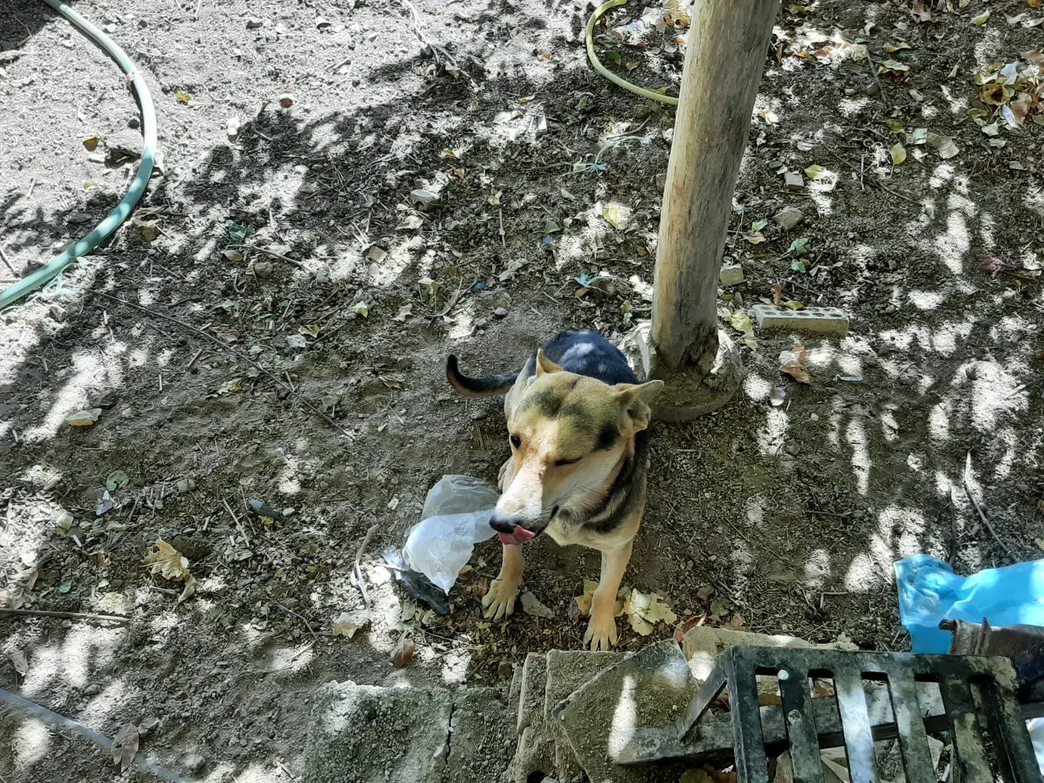 یک قلاده سگ ژرمن مالنیوز|سگ|یزد, |دیوار