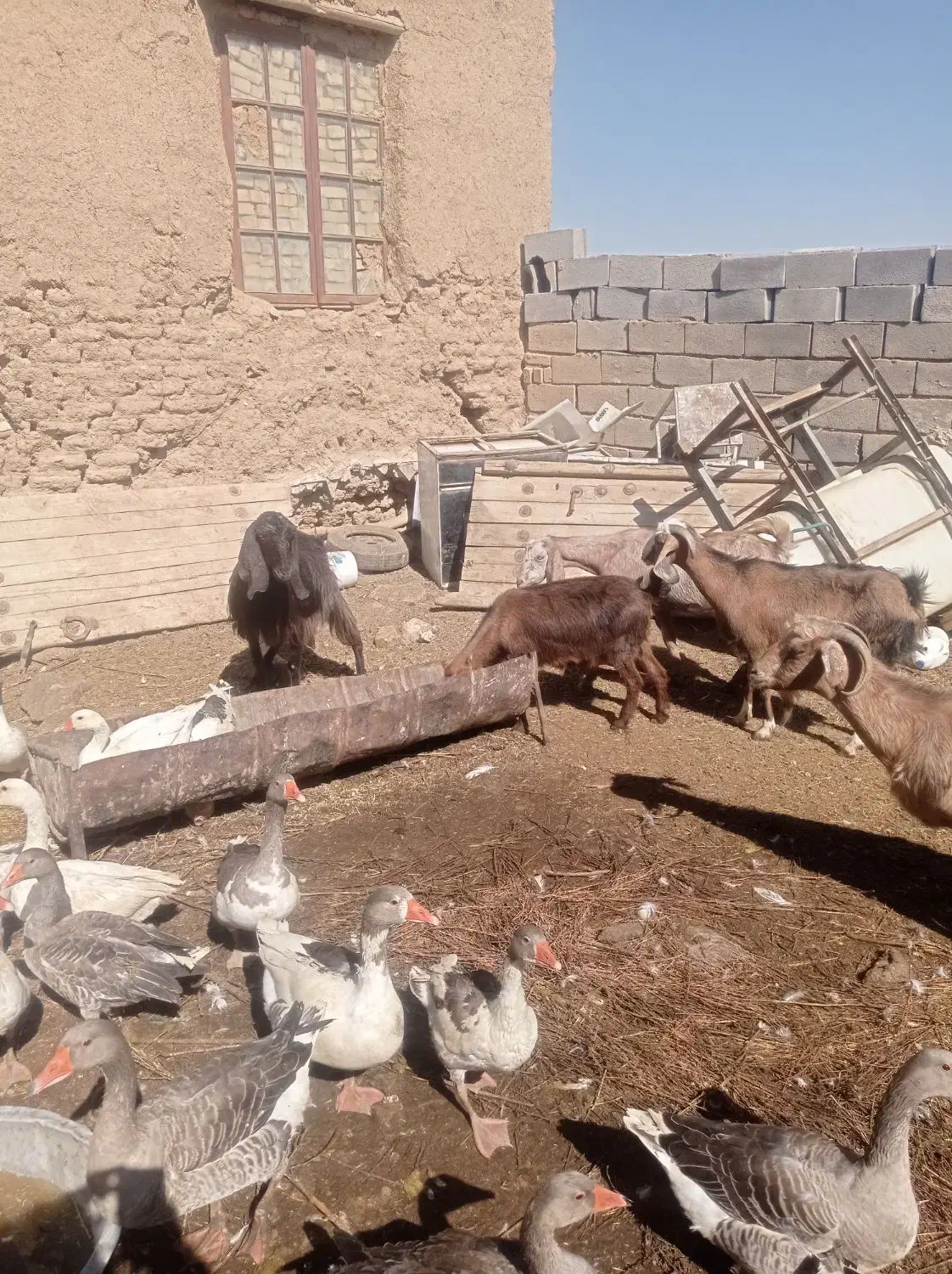 بز خارجی|حیوانات مزرعه|کبودرآهنگ, |دیوار