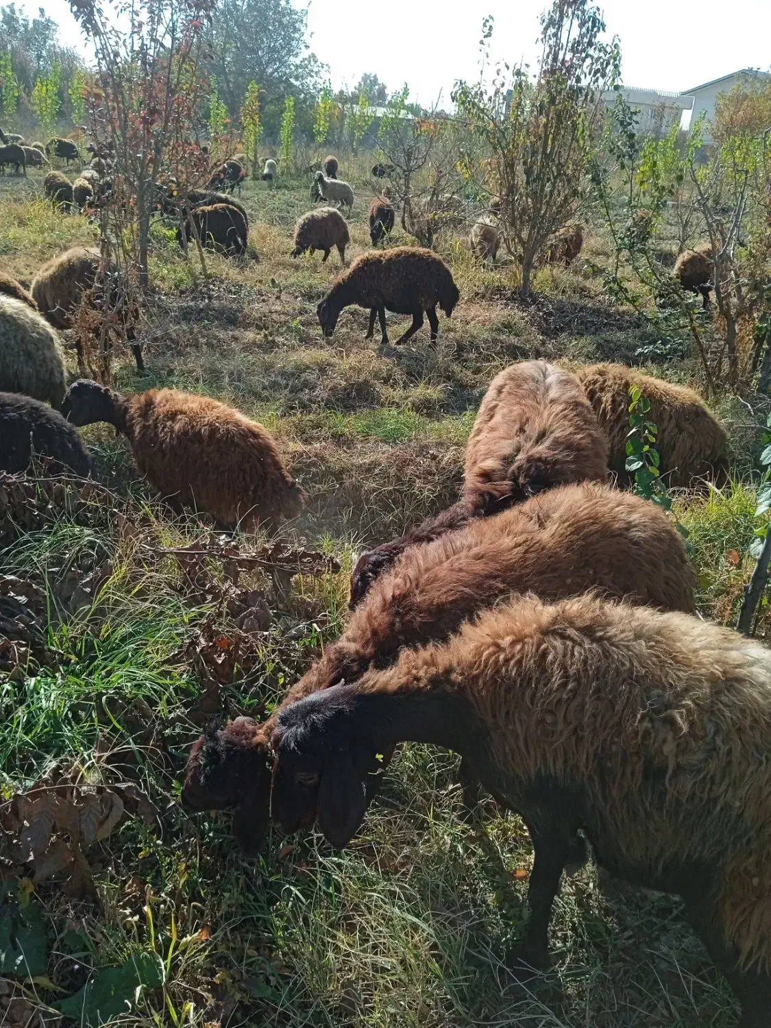 بره نر کشتاری|حیوانات مزرعه|صومای برادوست, |دیوار