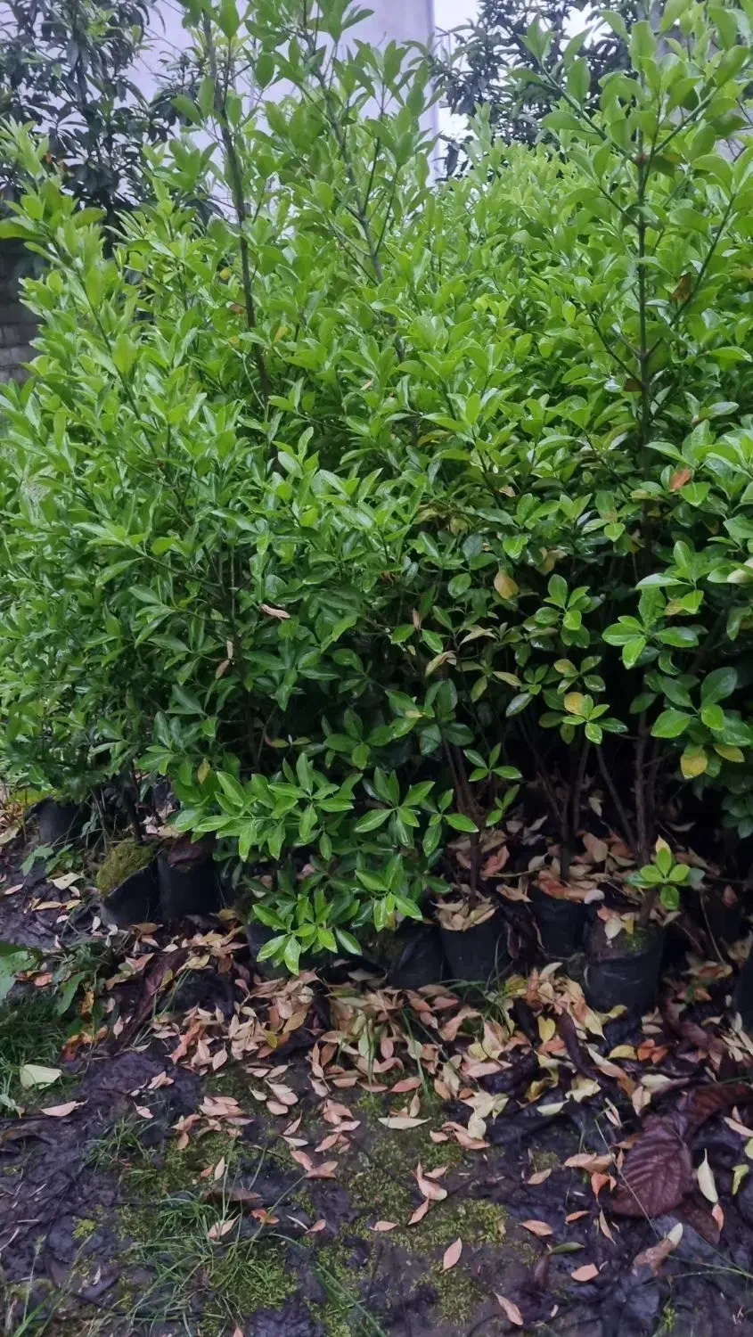 شمشاد طلایی|گل و گیاه طبیعی|سلمانشهر, |دیوار