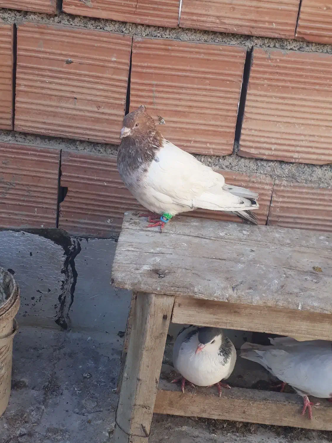 سینه سار نر زدو خوردی|پرنده|شیروان (خراسان), |دیوار