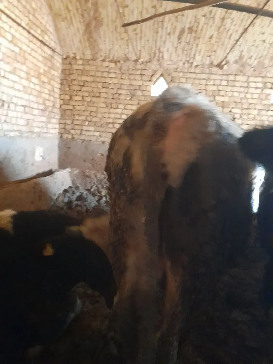 گوساله|حیوانات مزرعه|کبودرآهنگ, |دیوار