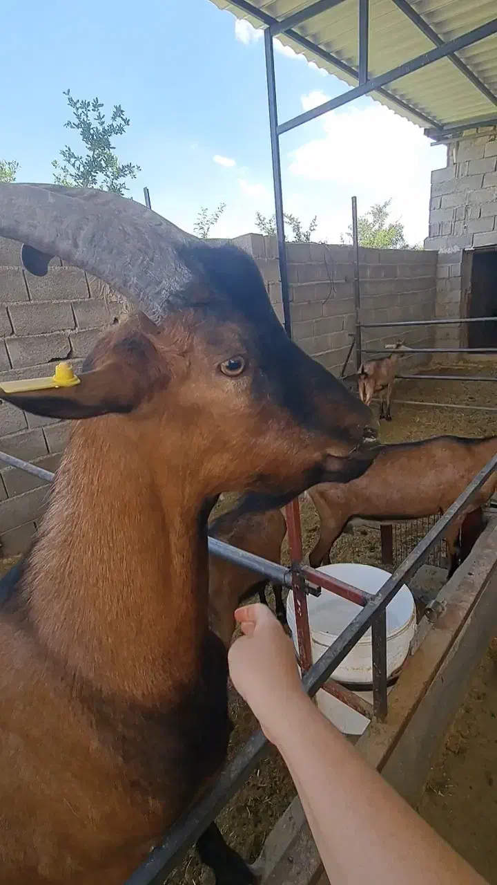 بز نز آلپاین اصل فراسوی، دوبر|حیوانات مزرعه|شهر بابک, |دیوار