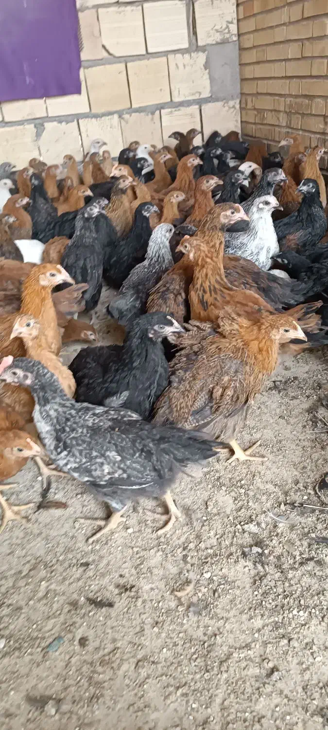 جوجه مرغ و خروس|حیوانات مزرعه|یزد, |دیوار