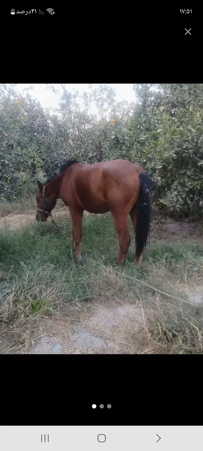 ۳۵۰۰۰۰۰۰|اسب و تجهیزات اسب‌سواری|جیرفت, |دیوار